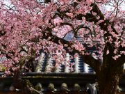 문화재청, 천연기념물 4대 매화… 3.18. 절정 예상