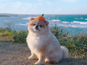 “제주관광의 새로운 소식, ‘JTO News’로 만나요”