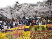 경기도청 봄꽃축제 4년 만에 주변 상권과 함께 ‘활짝’