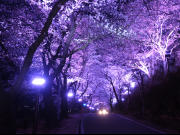 하동군, 화개 십리벚꽃길 엑스포기간 야간 경관조명 밝힌다