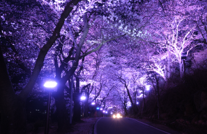 하동군, 화개 십리벚꽃길 엑스포기간 야간 경관조명 밝힌다