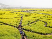 부산, 제주, 대구 ‘찍고’… ‘봄꽃 인생샷 맛집’