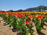 안동시, ‘안동포타운 튤립 축제’ 개최