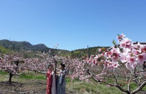 영천시, 제13회 영천복사꽃 전국사진촬영대회 개회식 성료