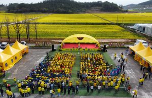 신안군 팔금 섬 유채꽃 축제 성료
