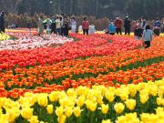 신안군, ‘2023년 섬 튤립 축제’ 개최