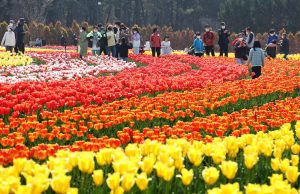 신안군, ‘2023년 섬 튤립 축제’ 개최