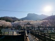 “담양 추월산에 벚꽃 보러 오세요” 제9회 추월산 벚꽃축제 개최