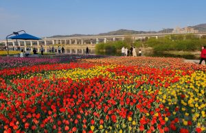 대전시, 계절별 꽃단지 조성 튤립 50만 주 등 식재