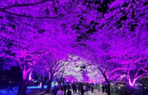 제1회 고창 벚꽃 축제 성료…3만 여명 다녀가