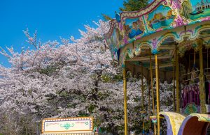 서울시, 이른 봄을 맞이한 캠퍼스의 풍경 관광지 인기