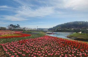 목포시, 삼학도공원에 활짝 피어난 튤립 보러 오세요!