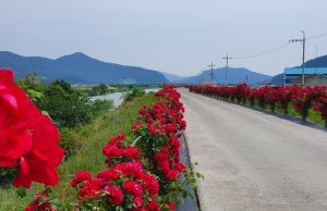 밀양시, 상동면 장미꽃길 장미축제 개최