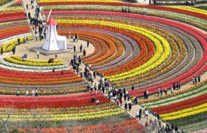 신안군, 올해 튤립&홍매화 정원에서 8만여명 방문 성료