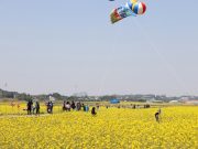 ‘제3회 영암 월출산 경관단지 유채꽃 축제’ 14일 개막