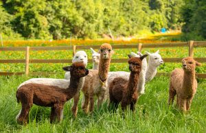 5월 가볼 만한 곳, 싱그러운 목장여행