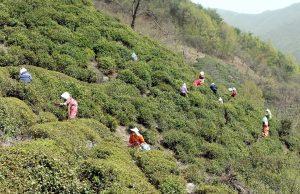 하동군, ‘자연의 향기·건강한 미래’ 야생햇차 출하