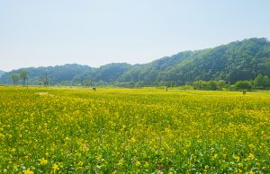 낙동가람 초화단지, 작약꽃·유채꽃 활짝 펴 ‘주말 나들이 장소 제격’