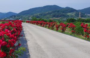 밀양시, 장미축제 맞이 여름꽃 식재