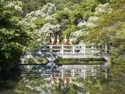 밀양시, 위양지에서 펼쳐진 밀양요가와 이팝꽃의 향연