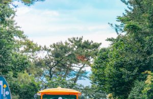 부산시, 태종대유원지 수국 개화기 및 여름 성수기 다누비열차 연장 운행