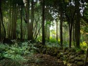 제주 특화 웰니스 프로그램 운영사업 추진