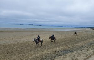 신안군, ‘임자 대광해변 승마 축제’ 개최