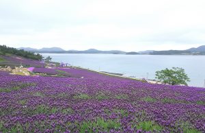신안군, 2023 퍼플섬 라벤더 꽃축제 성료