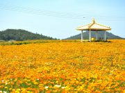 신안군 선도, 수선화 자리에 금영화 만개