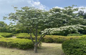 청와대, ‘대통령의 나무들’ 탐방한다