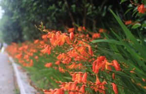 신안군, 섬 크로코스미아 꽃축제 개최