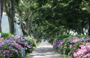 신안군 도초 ‘환상의 정원’ 산림청 인증 모범도시숲으로 선정