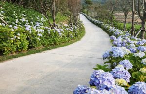 신안군, ‘2023년 찾아가고 싶은 여름 섬’ 도초도 선정