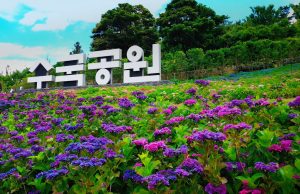 신안군, 배로 가는 1004만 송이 수국축제 오는 16일 개막