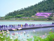퍼플섬 걷기대회, 4,500만 송이 버들마편초와 함께 보랏빛 행렬 이어져