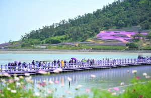 퍼플섬 걷기대회, 4,500만 송이 버들마편초와 함께 보랏빛 행렬 이어져