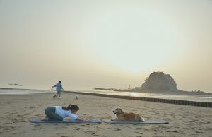 태안군, ‘댕댕버스’ 타고 반려동물과 함께 여행