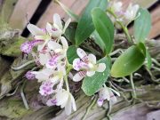 함평군, 풍란(蘭) 전시회’ 개최