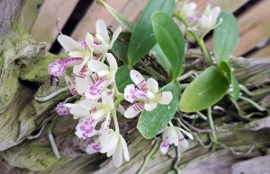 함평군, 풍란(蘭) 전시회’ 개최