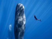 2023 국제해양영화제, 어떤 영화가 상영될까