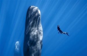 2023 국제해양영화제, 어떤 영화가 상영될까