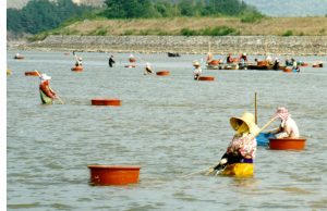 하동 섬진강 재첩잡이 손틀어업 세계중요농업유산 등재
