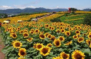 함안군, 강주해바라기 조기 개화 축제 개막