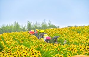 함안군, 제11회 강주해바라기 축제 성공적 개최