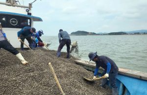 함평군, 함평읍 주포‧손불면 석창 지선 새꼬막 종패 50t 살포