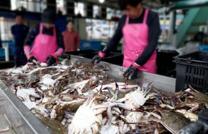 “꽃게야 반갑다!” 태안군 금어기 해제 본격 꽃게잡이