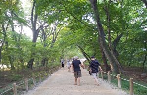 함양상림공원, 걷기 좋은 명품숲길 50선에 선정