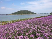 신안군, 퍼플섬 버들마편초꽃 만개 장관이뤄