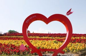 신안군, 맨드라미 축제 여행상품 온라인 판매