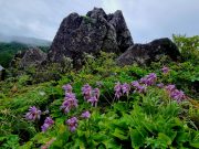 지리산 동자꽃ㆍ모시대 등 다양한 여름야생화 만개